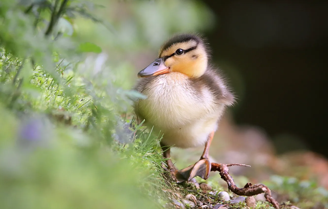 Фото обои природа, утки, утёнок, птенцы