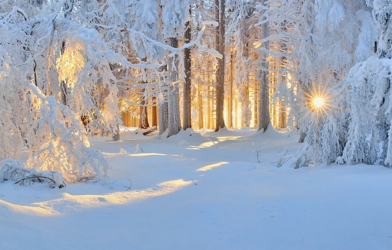 Фото обои зима, лес, снег, утро
