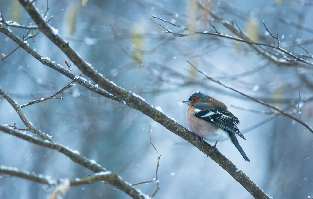 Фото обои зима, снег, ветки, птица, снегопад, зяблик