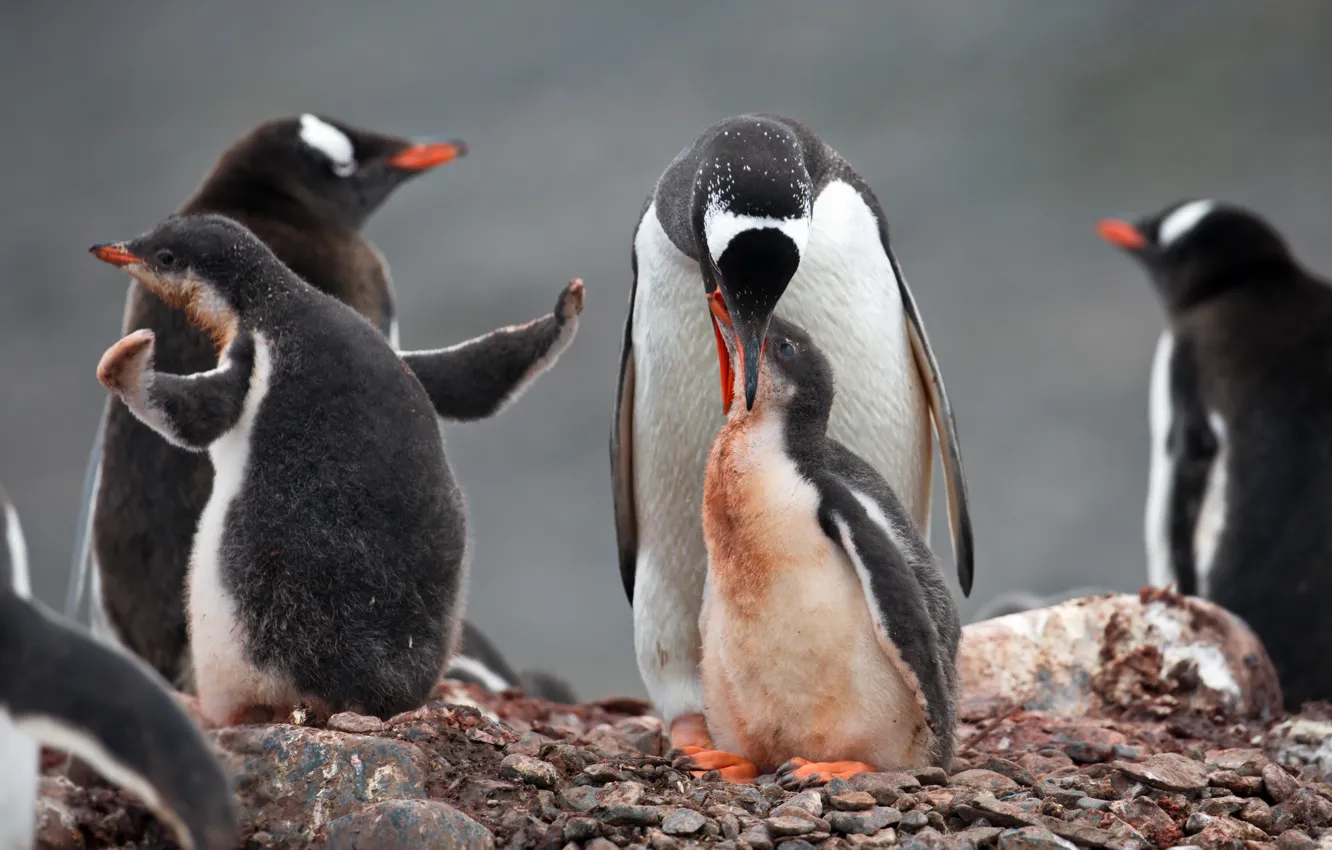 Фото обои природа, камни, пингвины, кормление, Александр Перов