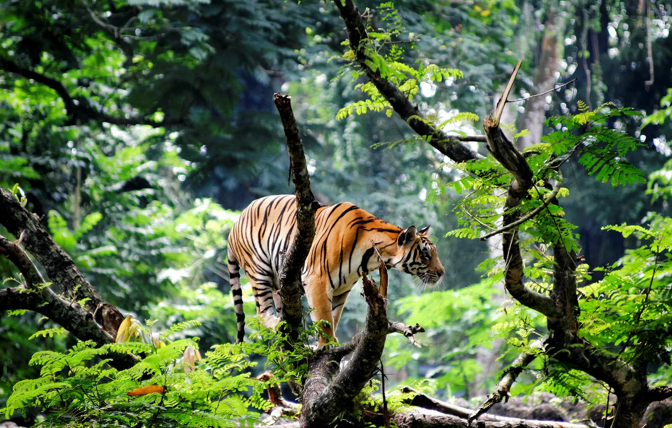 Фото обои тигр, Индия, джунгли, Азия, молодой