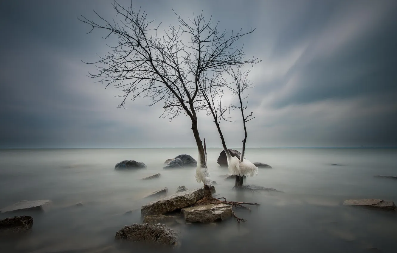 Фото обои море, дерево, лёд