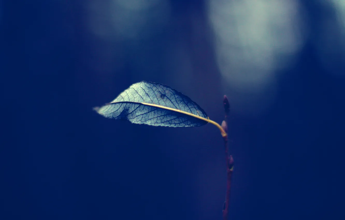 Фото обои осень, листья, природа, одиночество, печаль, листок, Макро, красиво