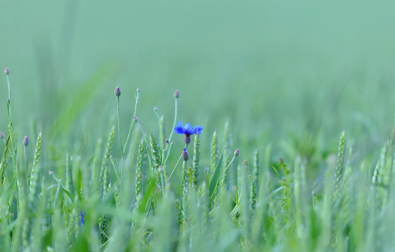 Фото обои поле, цветок, трава, луг