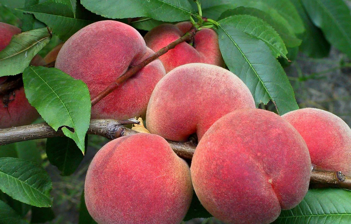 Фото обои урожай, фрукты, персики
