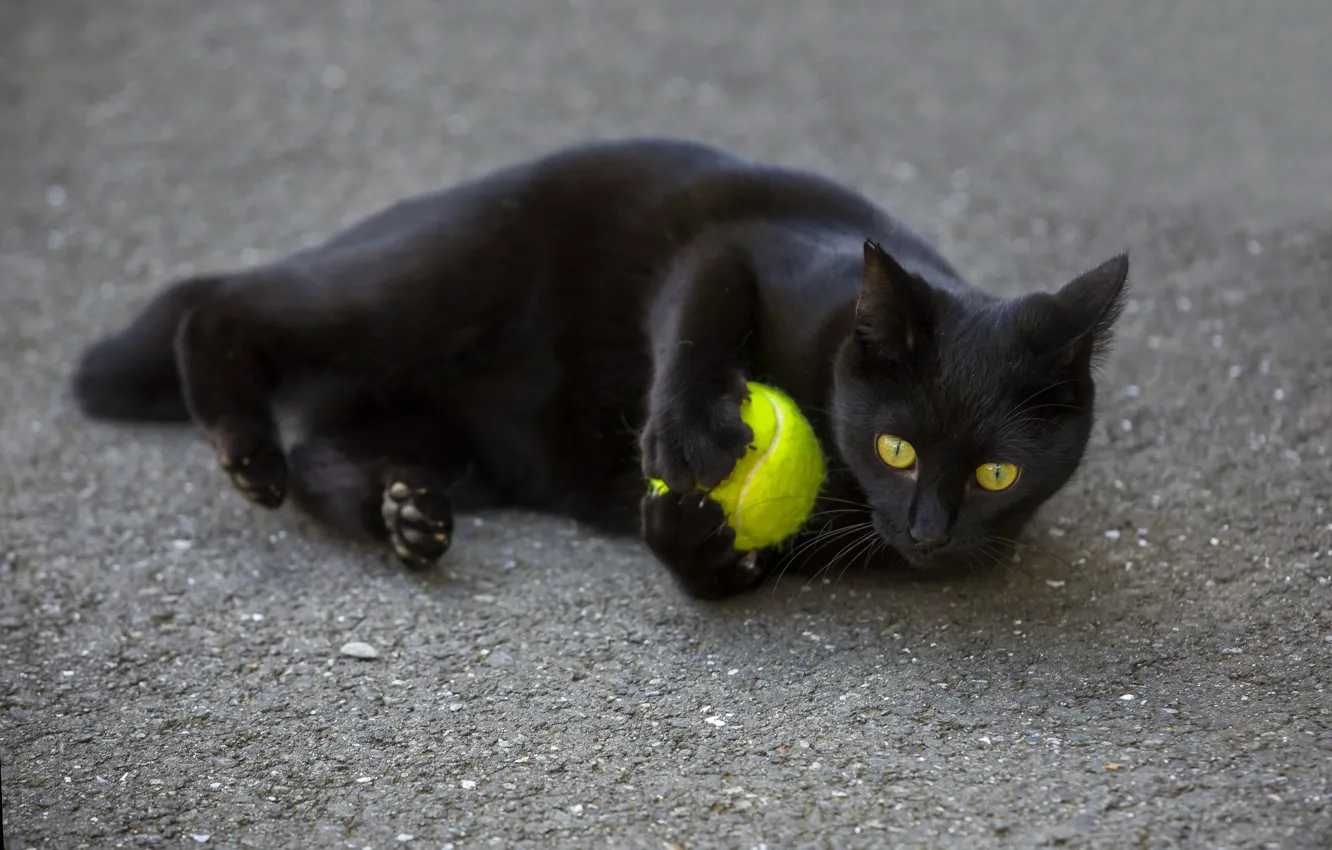 Фото обои глаза, кот, взгляд, черный, мячик