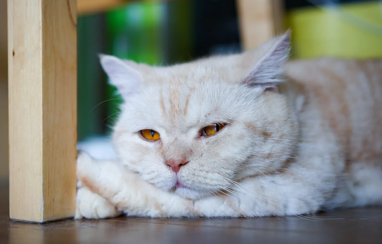 Фото обои грусть, кошка, кот, морда, фон, отдых, портрет, пол