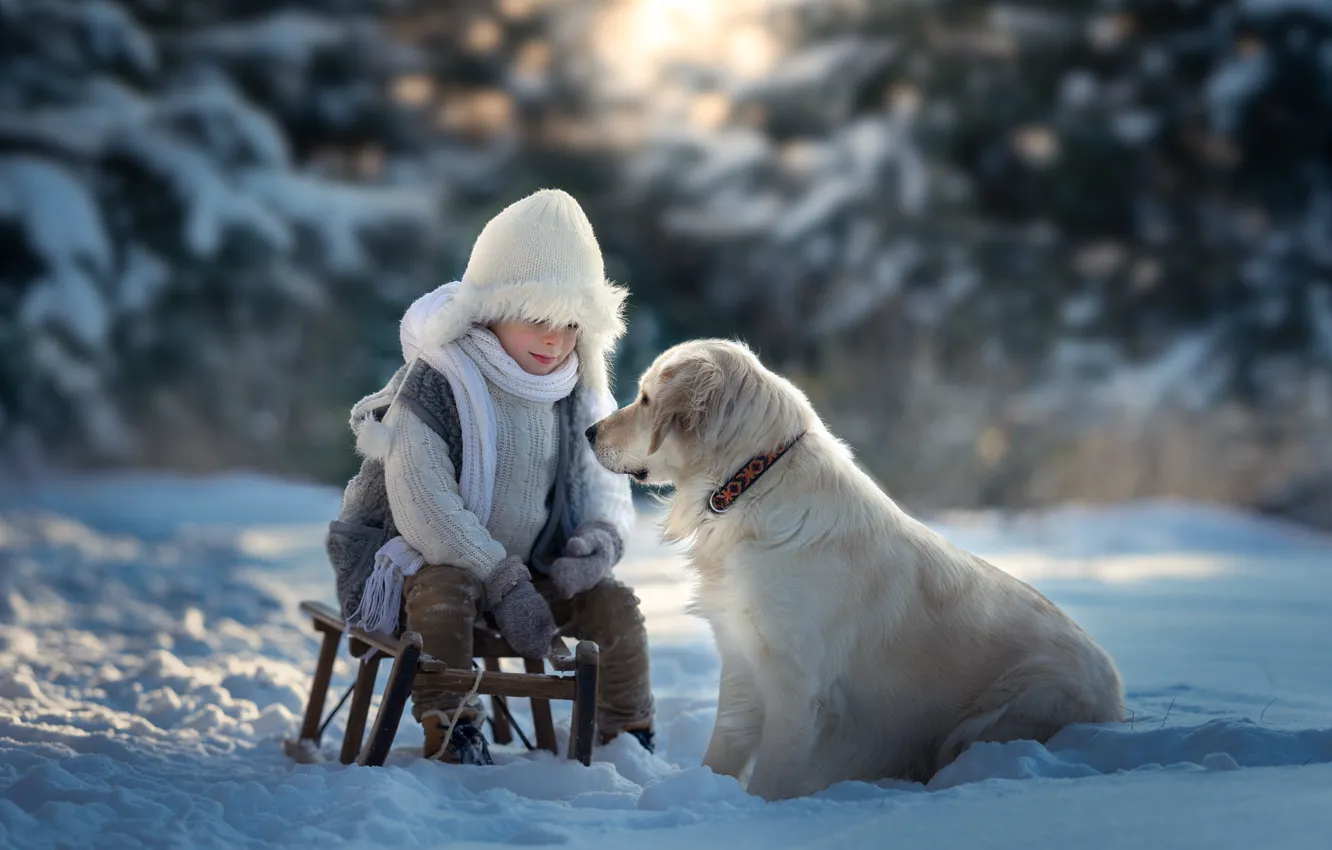 Фото обои зима, снег, собака, мальчик, санки, Золотистый ретривер