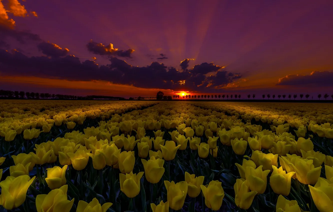 Фото обои поле, ночь, тюльпаны