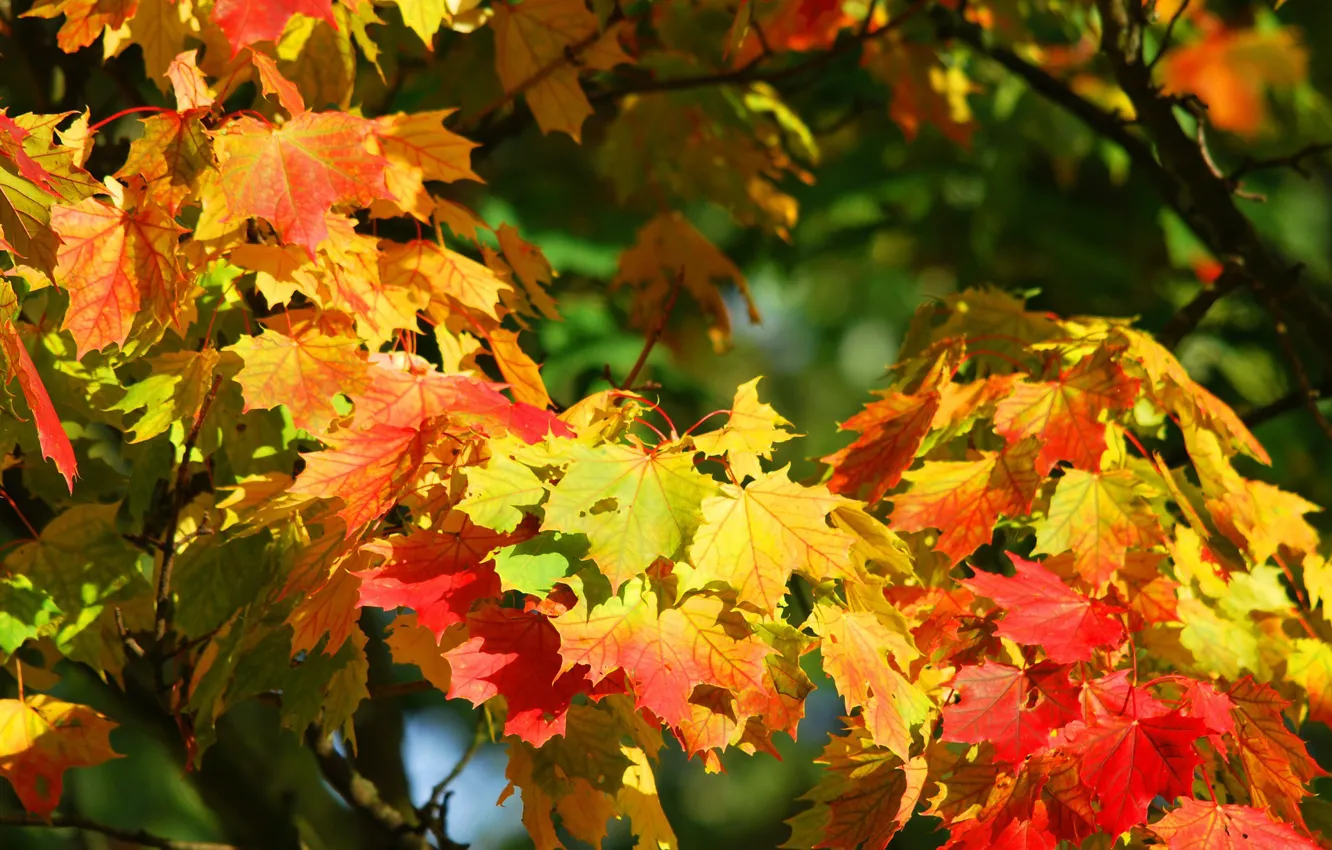 Фото обои осень, листья, клен