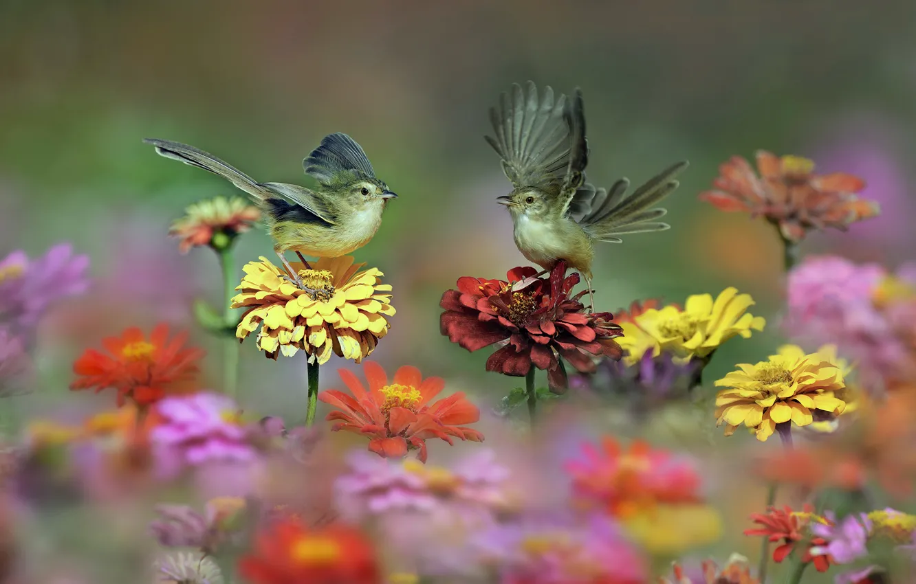 Фото обои цветы, птицы, крылья, луг, хвост