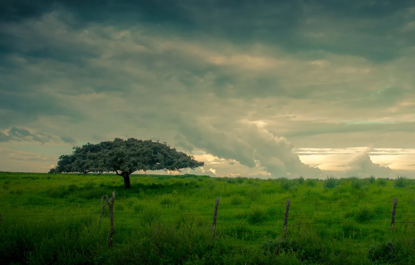 Фото обои green, grass, field, clouds, tree, fence, wire, countryside