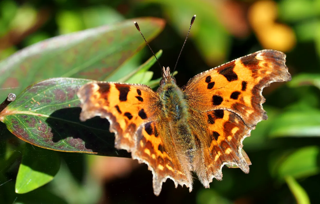 Фото обои листья, природа, бабочка, крылья, мотылек
