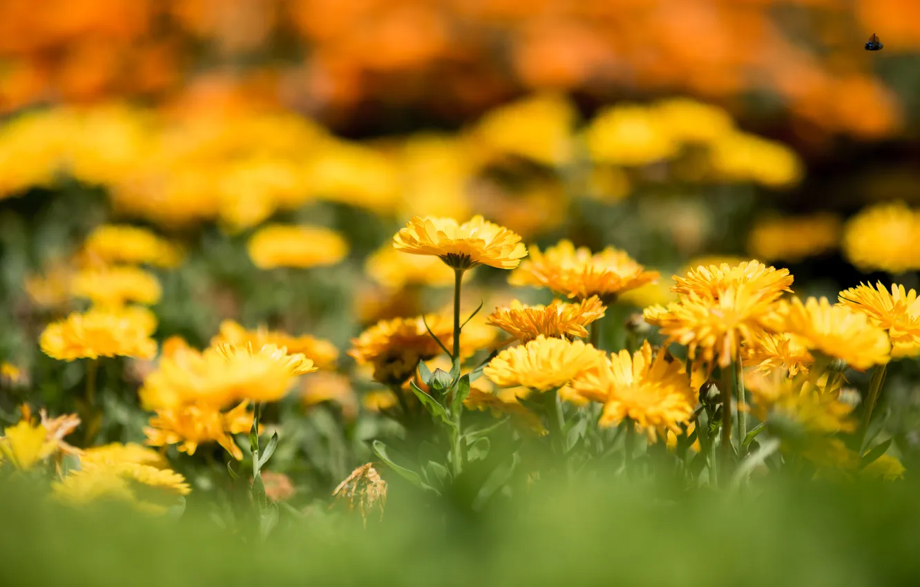 Фото обои цветы, желтые, клумба, боке, календула