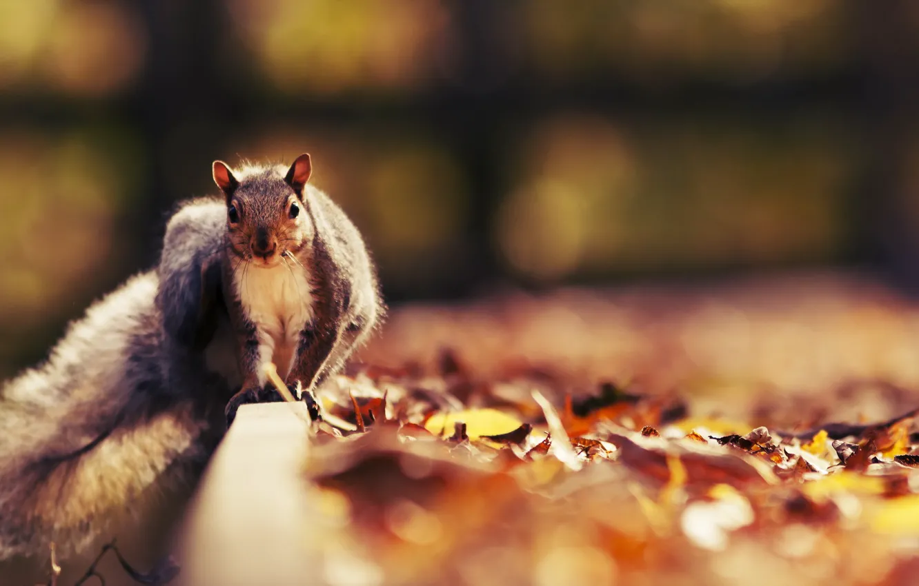 Фото обои осень, природа, белка