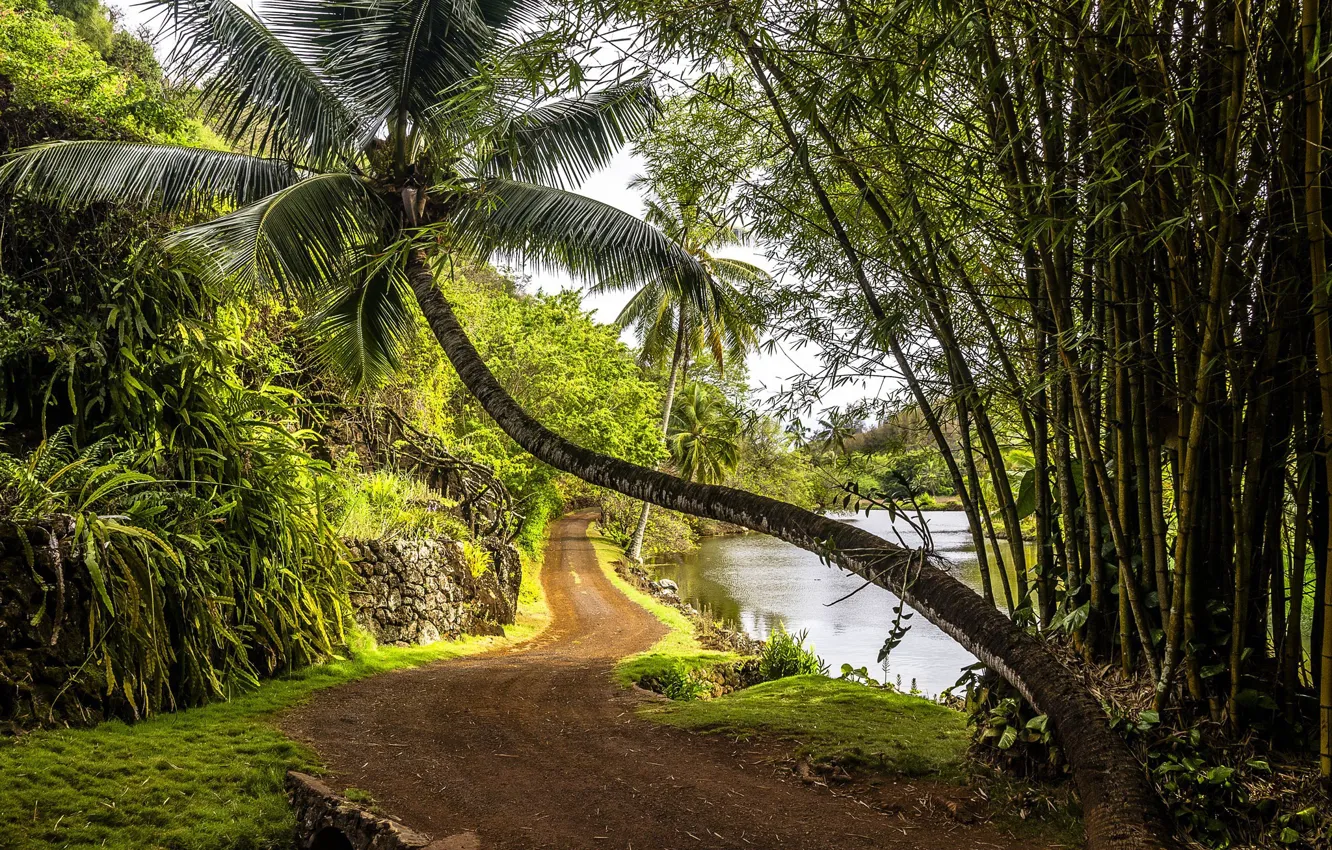 Фото обои дорога, тропики, пальма