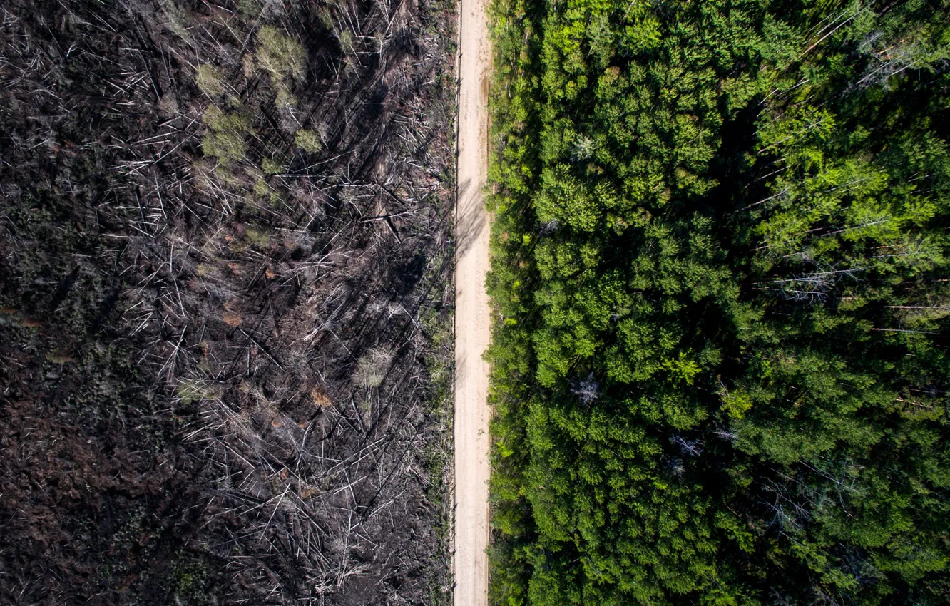 Фото обои forest, road, forest fire