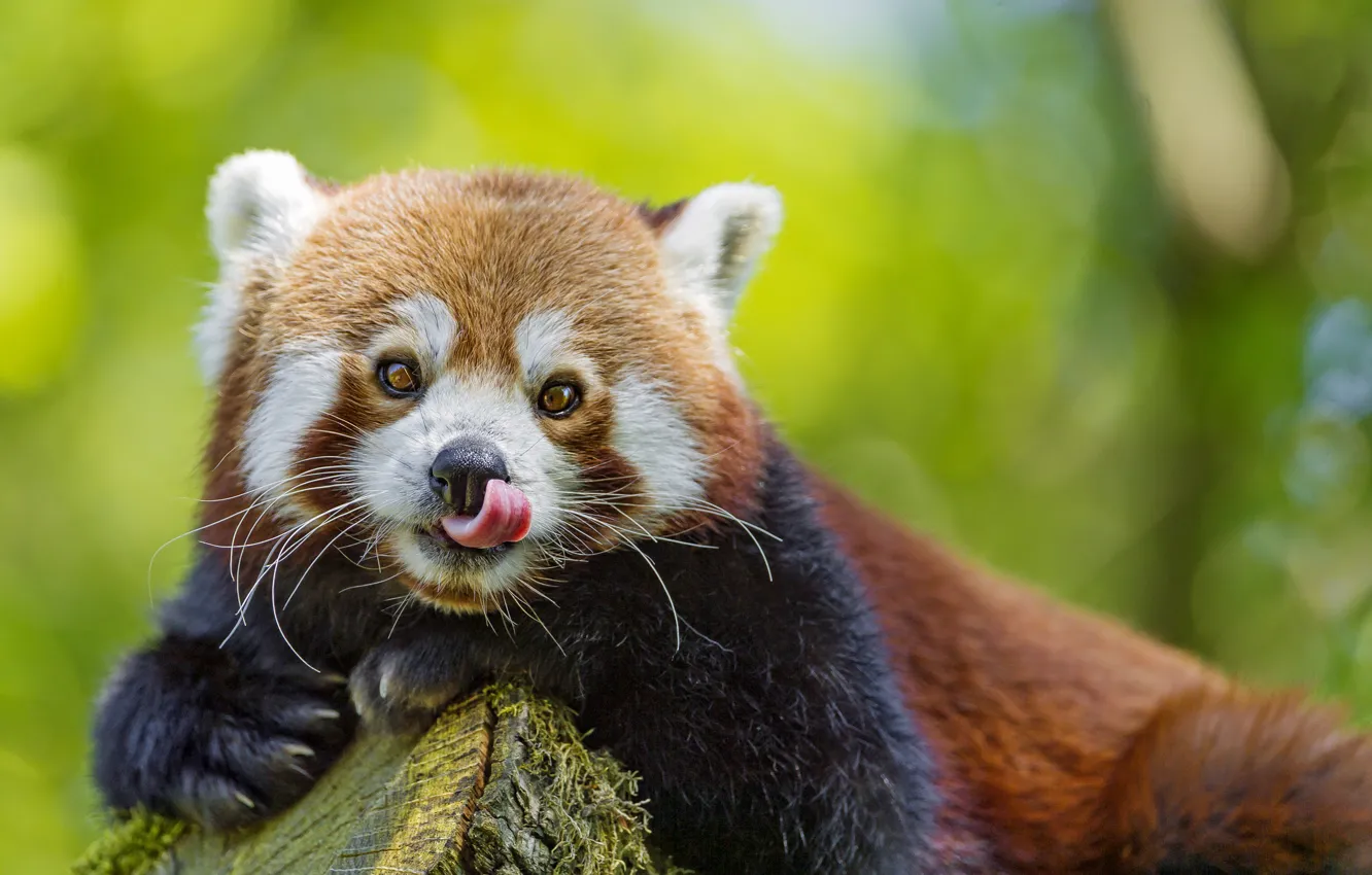 Фото обои язык, взгляд, морда, красная панда, firefox, малая панда, ©Tambako The Jaguar