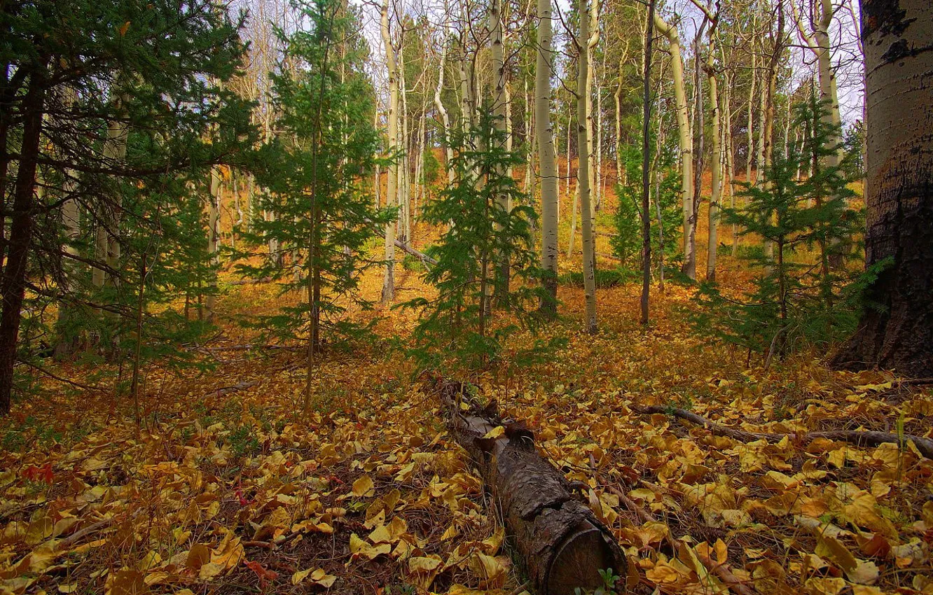 Фото обои осень, лес, листья, деревья, ствол
