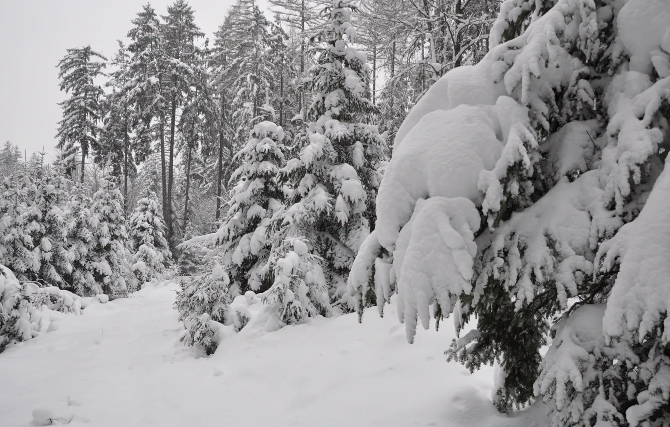 Фото обои зима, лес, снег, ёлки
