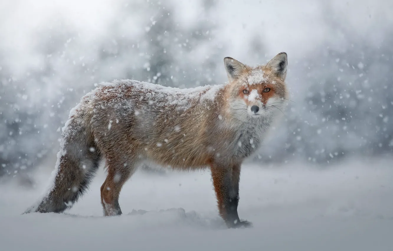 Фото обои зима, взгляд, снег, природа, лиса, сугробы, стоит, метель