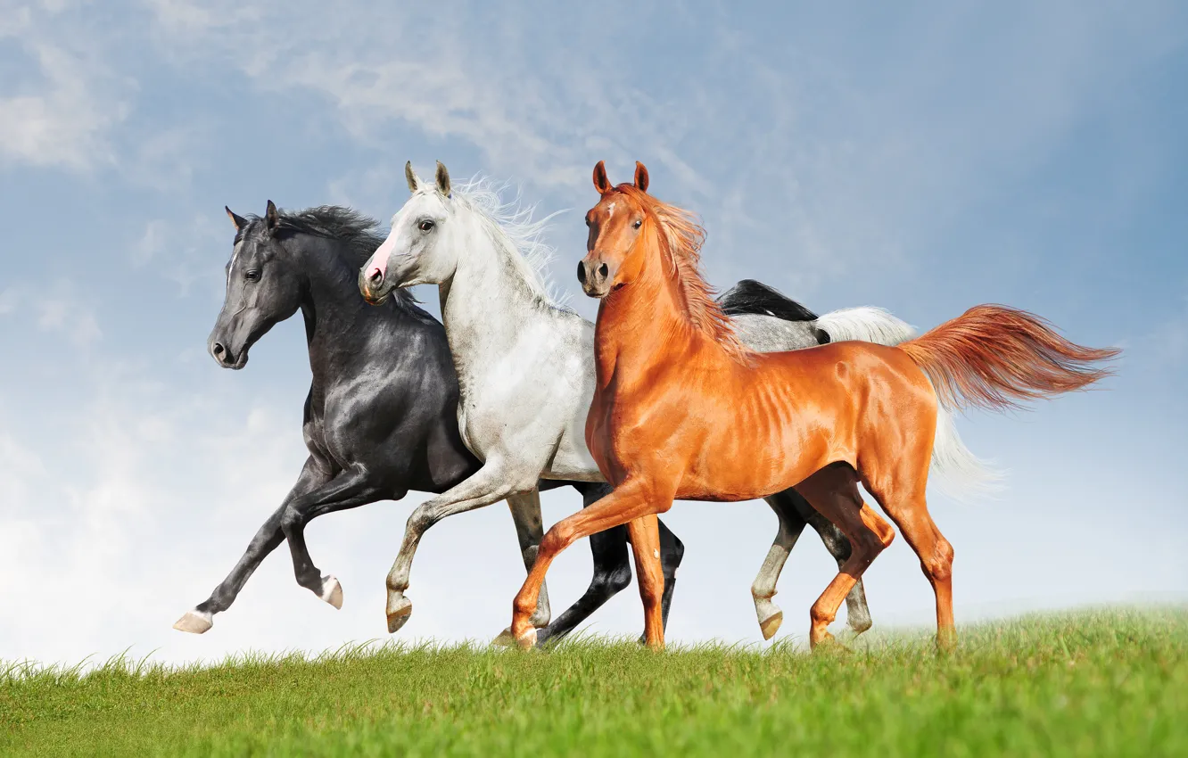 Фото обои поле, белый, трава, взгляд, облака, серый, кони, лошади