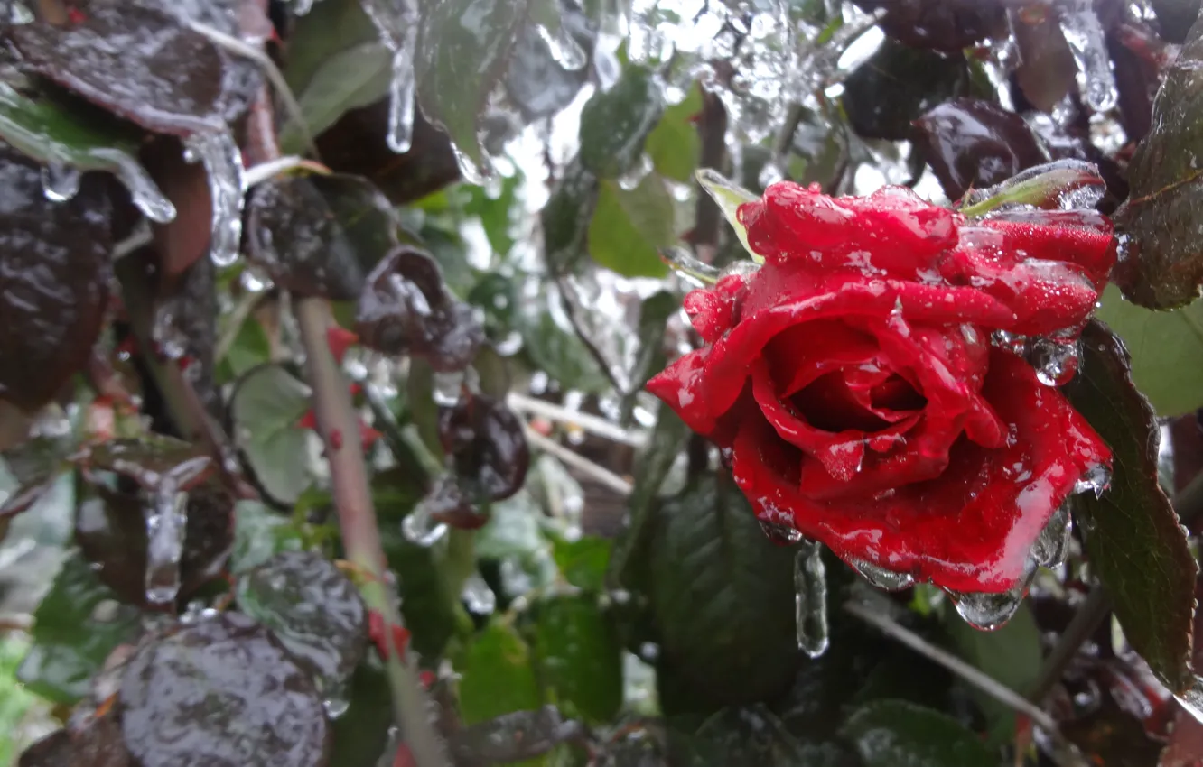 Фото обои холод, лед, листья, цветы, розы, красная