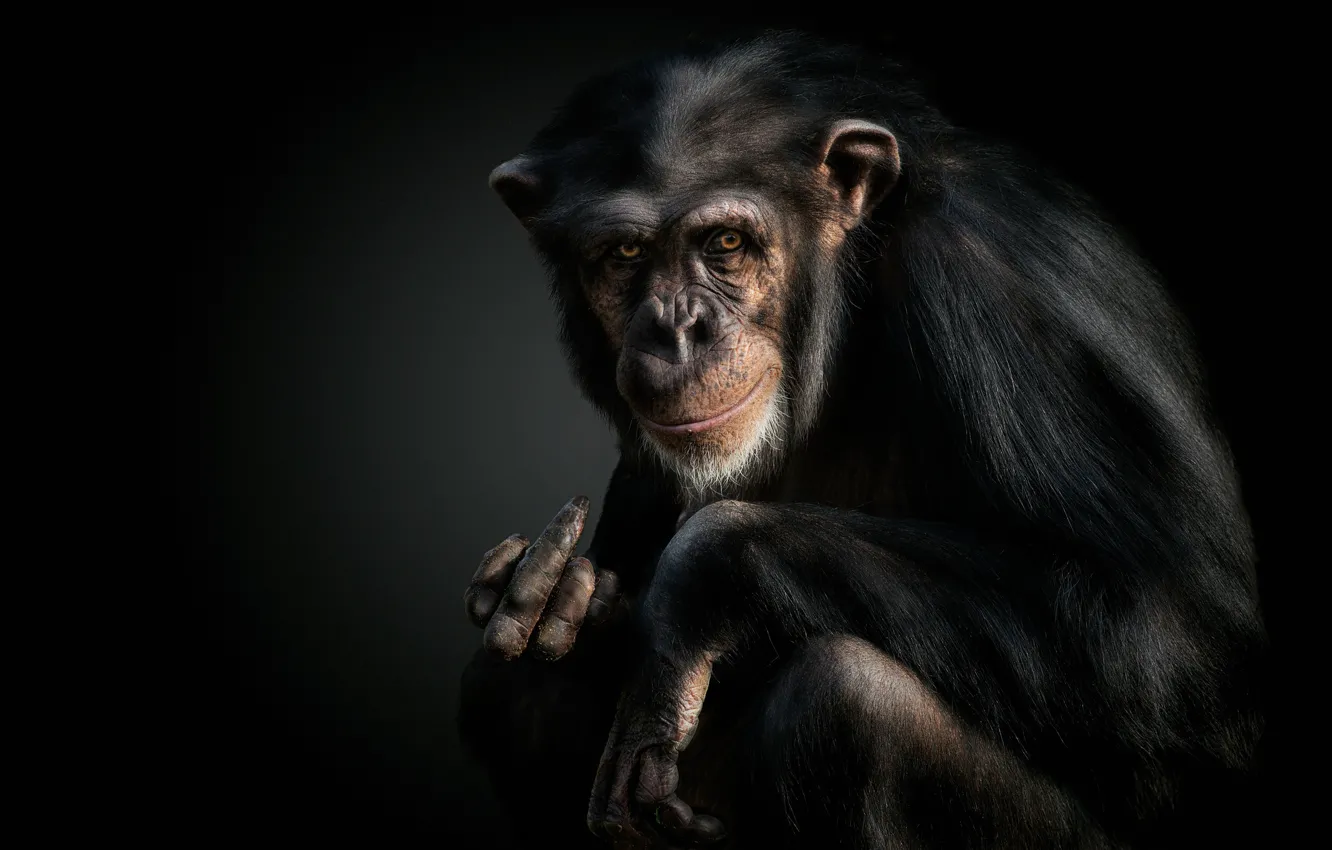 Фото обои обезьяна, жест, шимпанзе