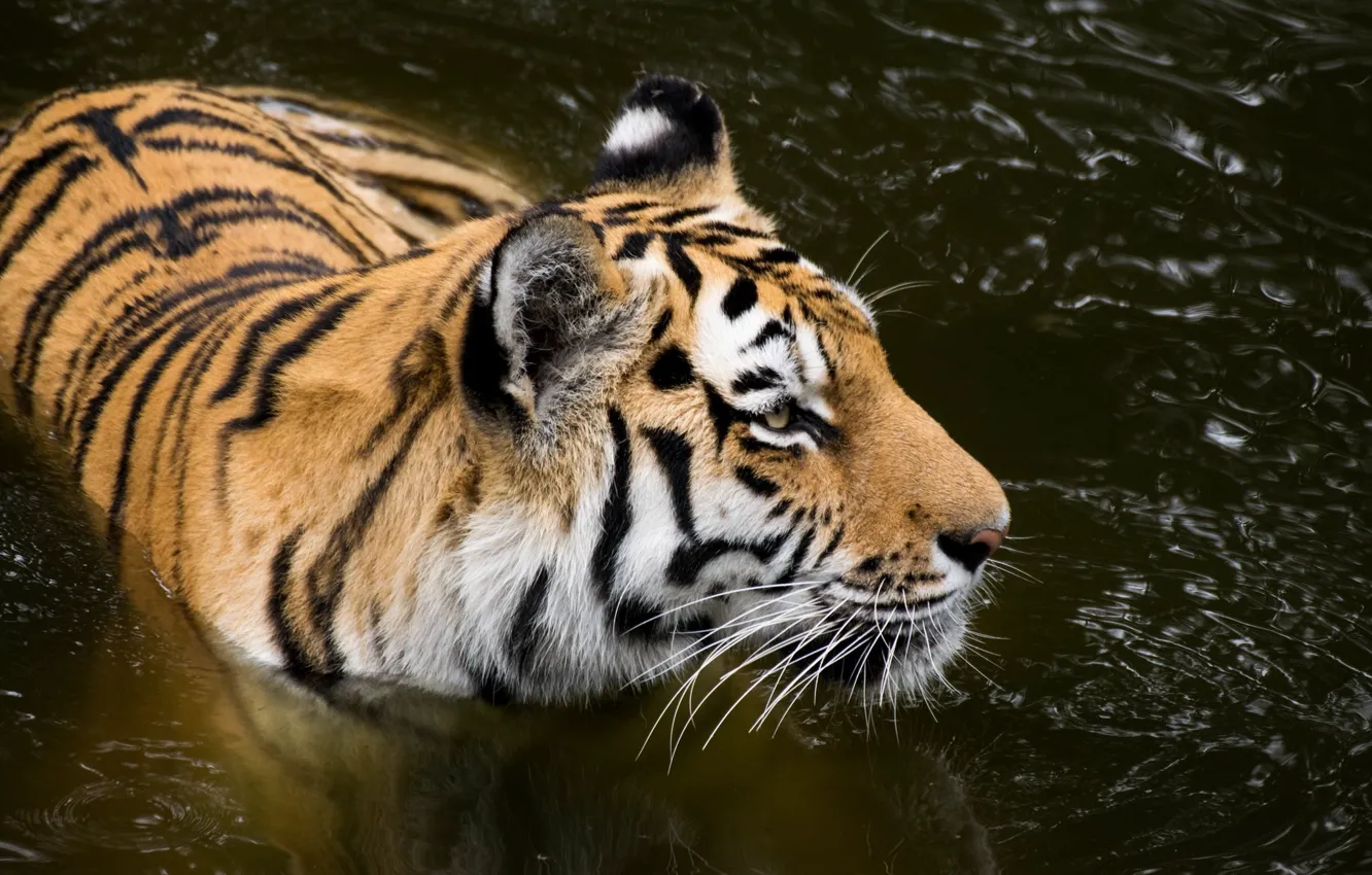 Фото обои морда, хищник, купание, дикая кошка, водоем, амурский тигр