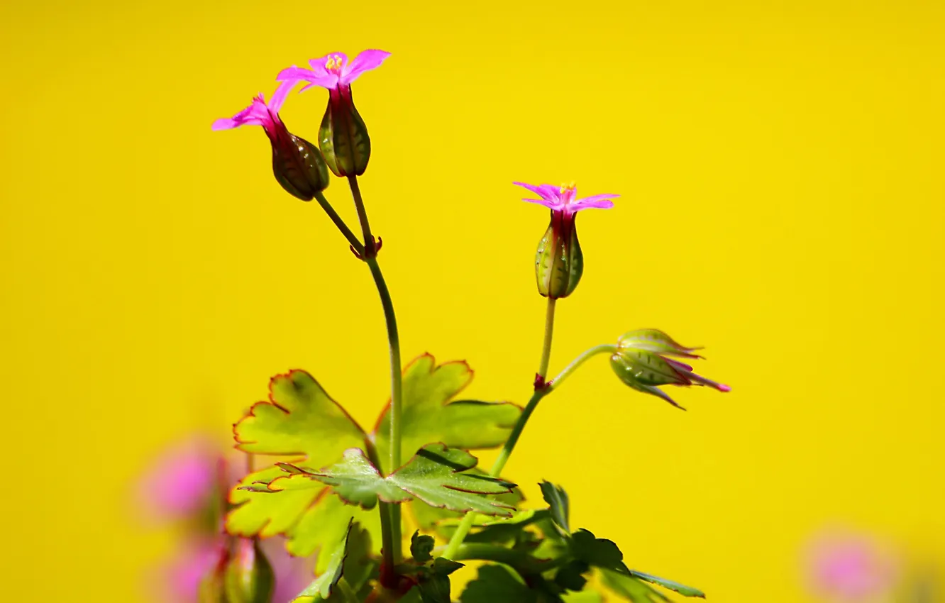 Фото обои цветок, природа, растение, куст