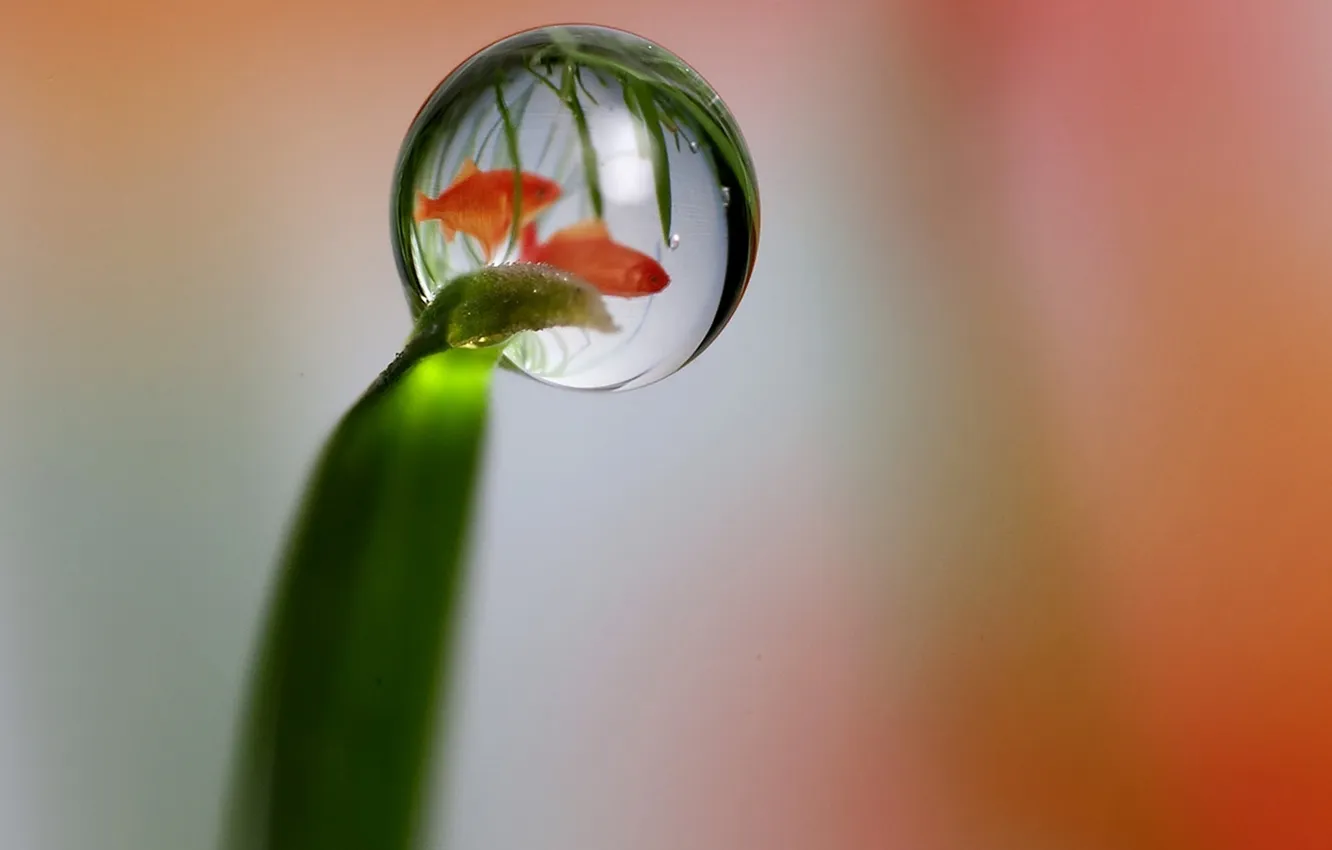 Фото обои капли, водоросли, стебель, золотые рыбки