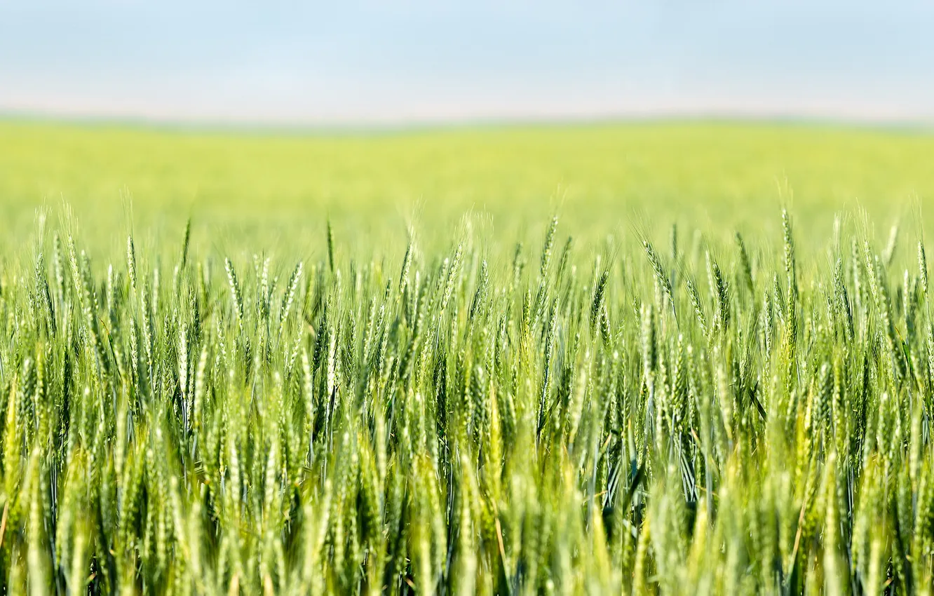 Фото обои пшеница, поле, деревни, боке, фермы, поле пшеницы
