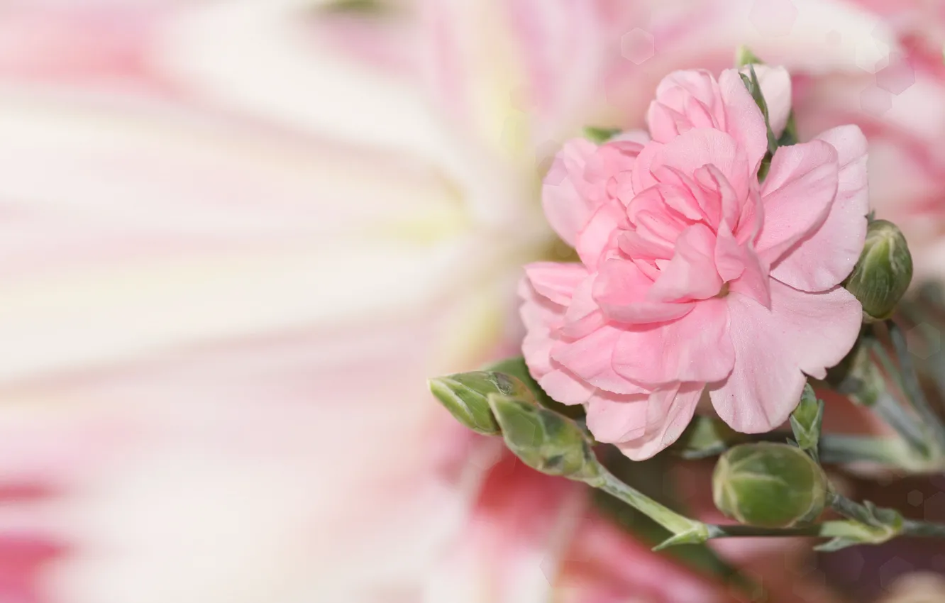 Фото обои цветок, блики, фон, розовый, размытость, бутоны
