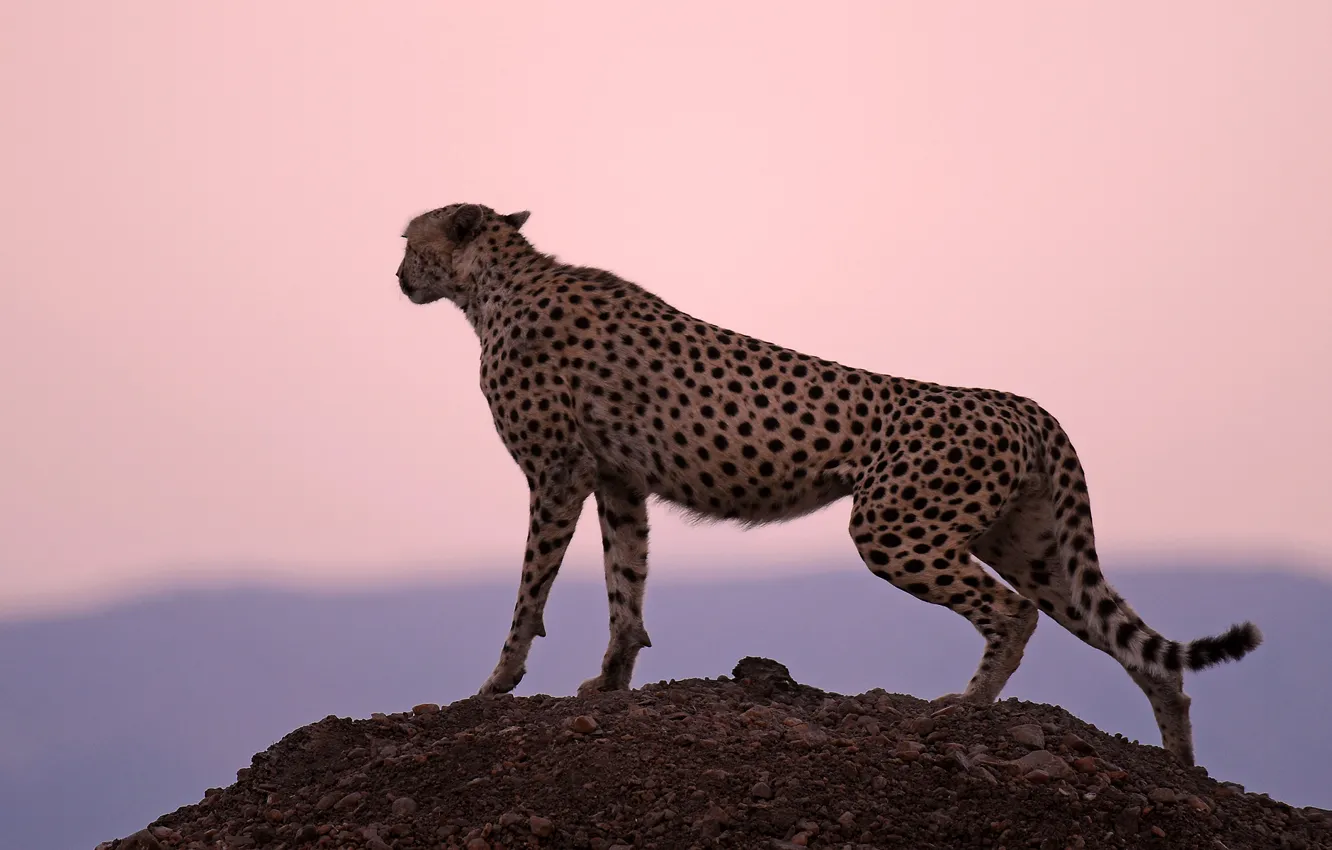 Фото обои закат, гепард, охотник