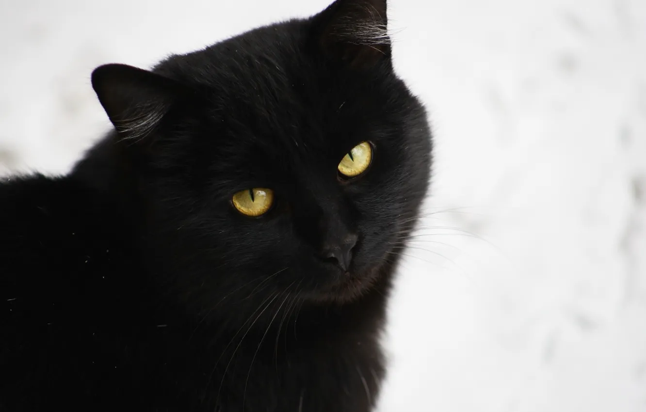 Фото обои кот, фон, черный