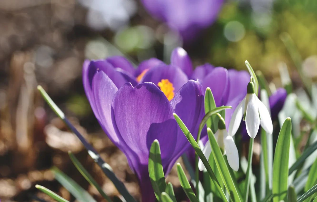 Фото обои свет, поляна, весна, подснежники, крокусы, сиреневые, боке