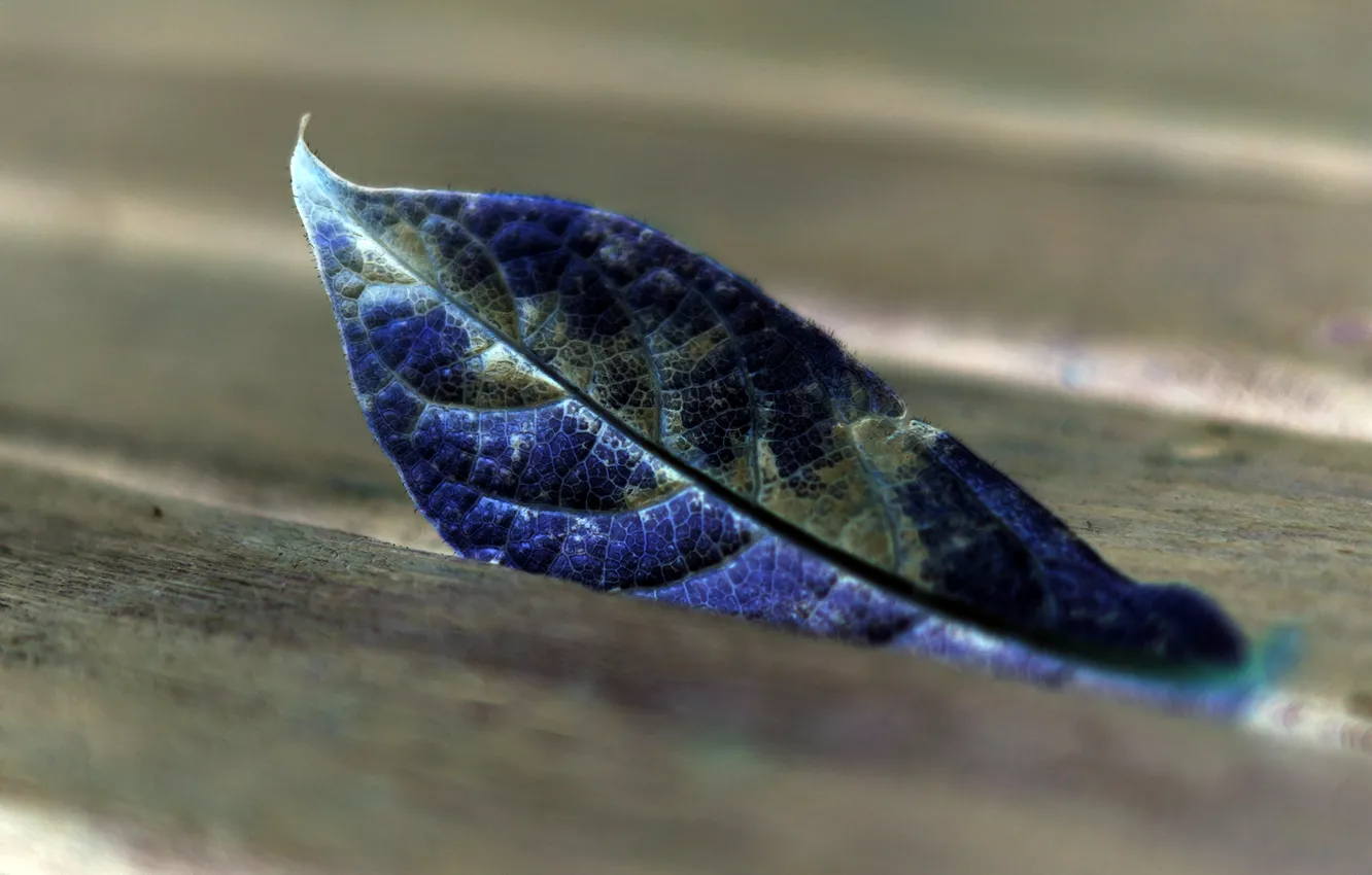 Фото обои поверхность, синий, лист, доски, деревяшки
