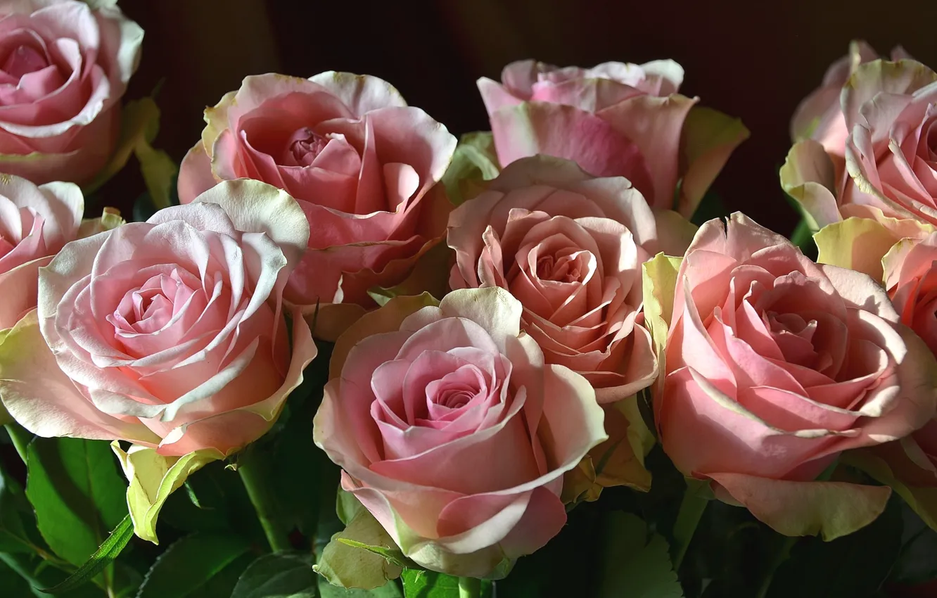 Фото обои розовый, розы, бутоны