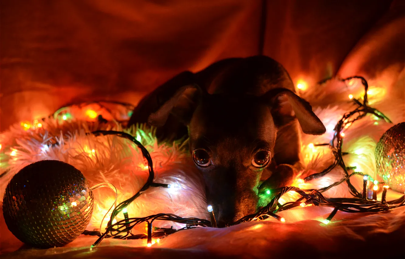 Фото обои надежда, огни, печаль, новый год, собака