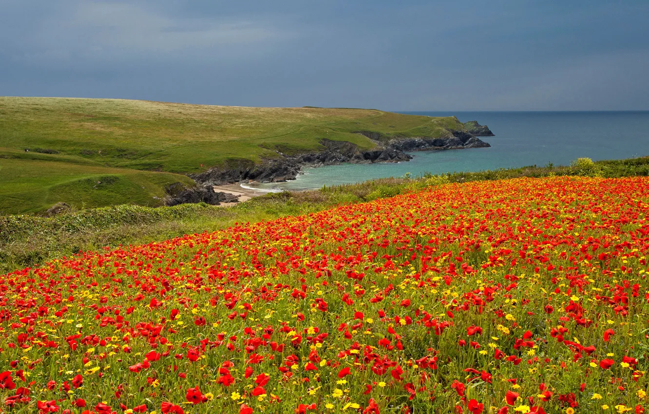 Фото обои море, поле, небо, цветы, скалы, побережье, Англия, маки