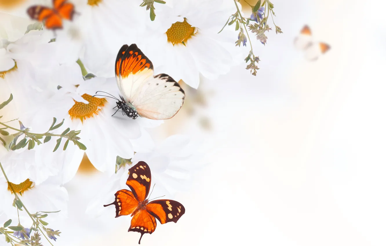 Фото обои бабочки, цветы, бутоны, листики, веточки, белые хризантемы