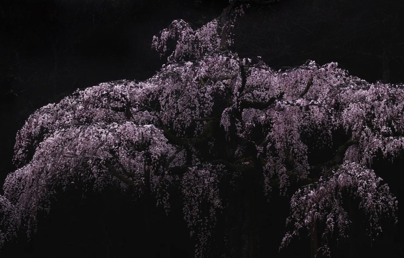 Фото обои листья, деревья, вишня, весна, цветение