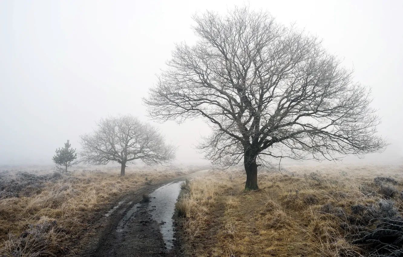 Фото обои дорога, туман, дерево, весна
