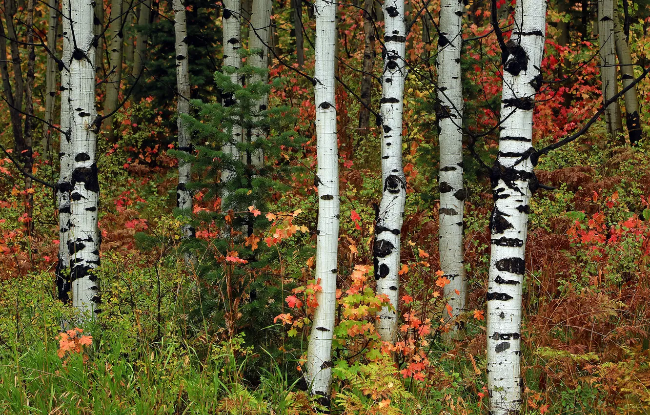 Фото обои осень, лес, листья, деревья, ель, роща, осина