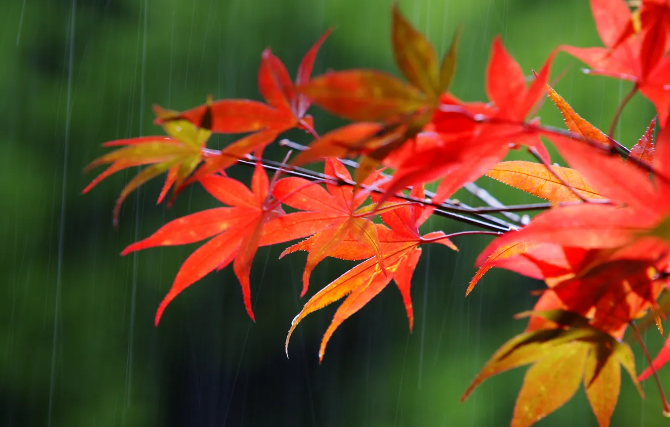 Фото обои осень, макро, дождь, ветка, клён