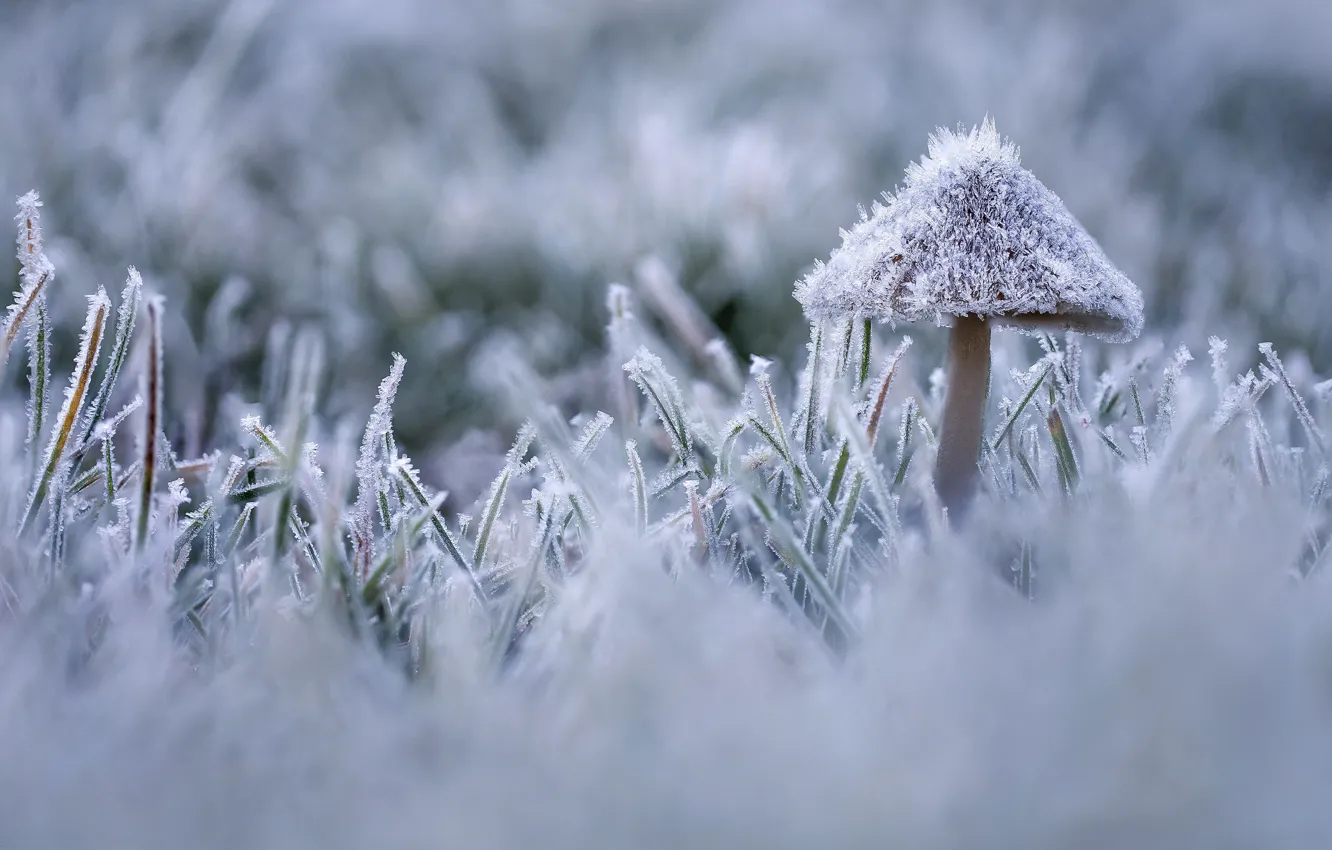 Фото обои иней, осень, трава, гриб, лёд, изморозь, заморозок