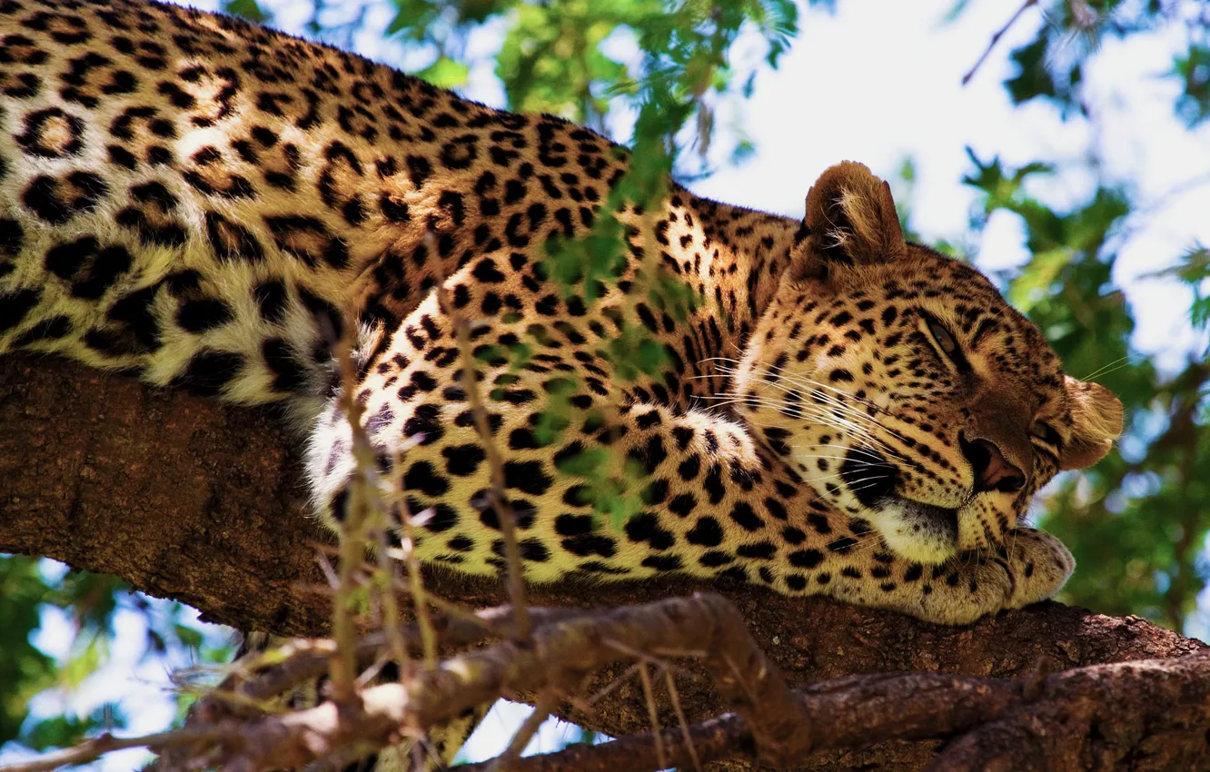 Фото обои дерево, отдых, лапа, леопард