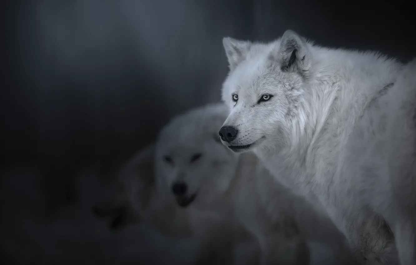 Фото обои взгляд, волки, Полярный волк