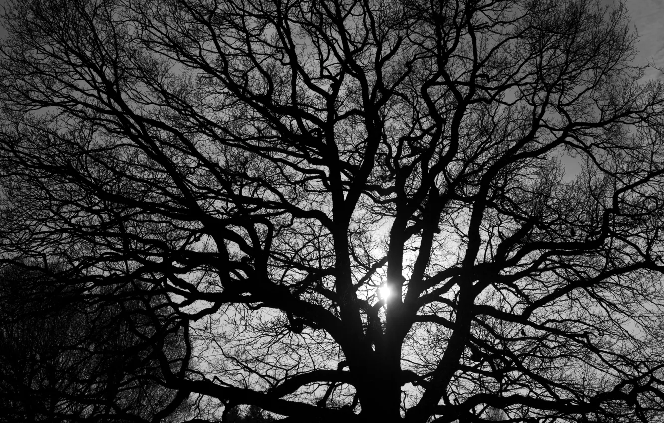 Фото обои свет, ветки, природа, дерево, черно-белая