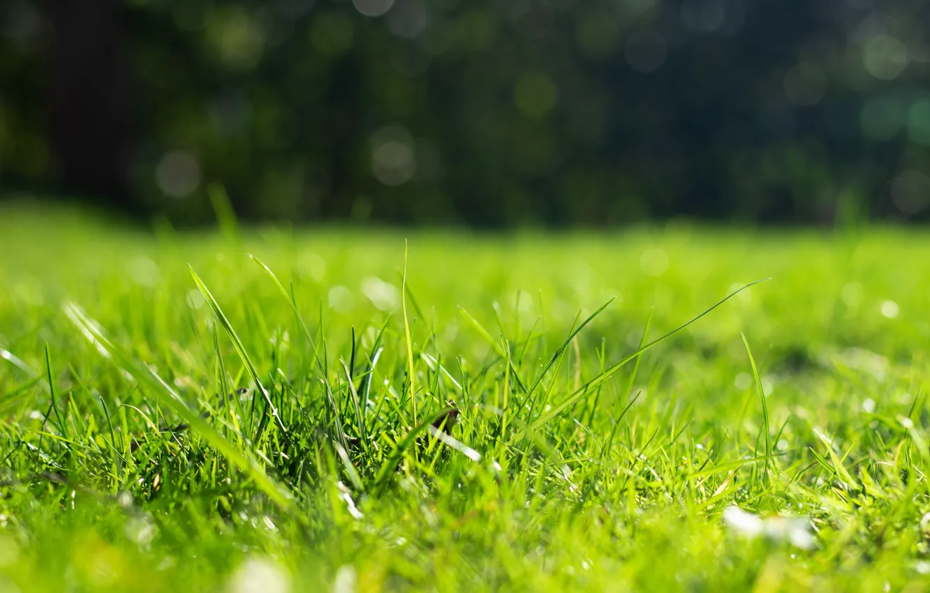 Фото обои зелень, трава, свет, природа, газон, поляна, весна, травка